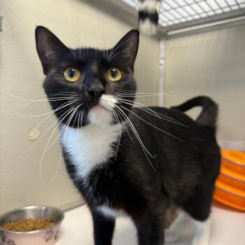 Kira -  Domestic Short Hair Cat for Adoption in Branford, Connecticut - Kira | PetCurious