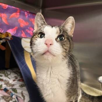 Rescue Domestic Short Hair Cats for Adoption in Madison, Wisconsin - Sylvester | PetCurious