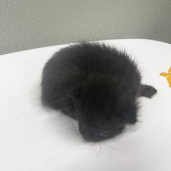 Chance -  Domestic Short Hair Cat for Adoption in Tampa, Florida - Chance | PetCurious