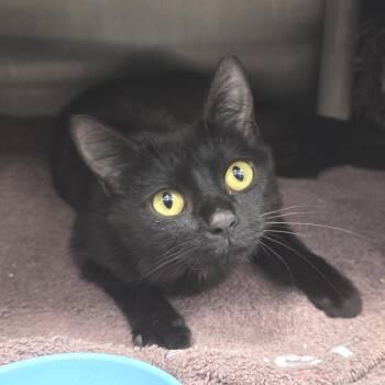 Tootsie Pop -  Domestic Short Hair Cat for Adoption in Fort Wayne, Indiana - Tootsie Pop | PetCurious