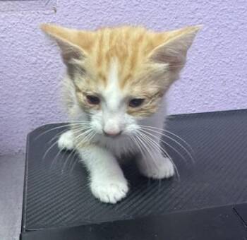 61301472 -  Domestic Short Hair Cat for Adoption in El Paso, Texas - 61301472 | PetCurious