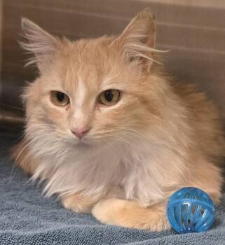Domestic Medium Hair Cats Available for Adoption - Kitty | PetCurious