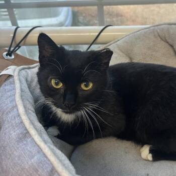 Domestic Short Hair Cats Available for Adoption in Chapel Hill, North Carolina - Alvin | PetCurious