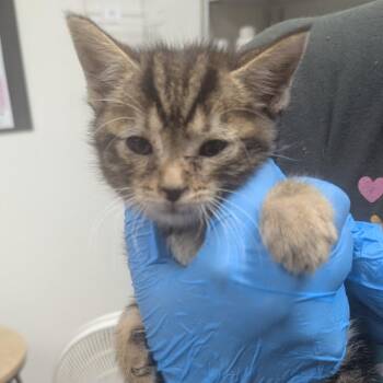 Stinger -  American Shorthair Cat for Adoption in Birmingham, Alabama - Stinger | PetCurious