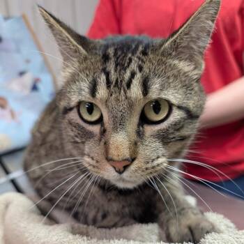 Domestic Short Hair and Domestic Medium Hair Cats Available for Adoption - Buddy | PetCurious