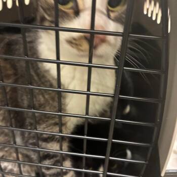 Snooknums -  Domestic Short Hair Cat for Adoption in Philadelphia, Pennsylvania - Snooknums | PetCurious