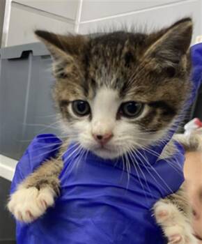 Domestic Short Hair Cats Available for Adoption in Dallas, Texas - QUIGON | PetCurious