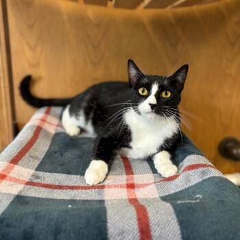 Domestic Short Hair Cats Available for Adoption in Fargo, North Dakota - Chiquitita | PetCurious