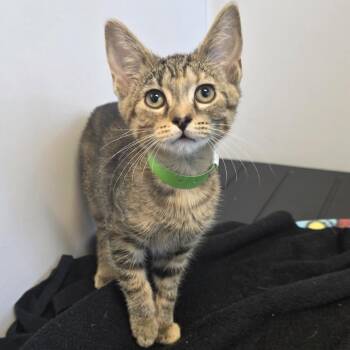 Violet -  Domestic Short Hair Cat for Adoption in Fort Wayne, Indiana - Violet | PetCurious