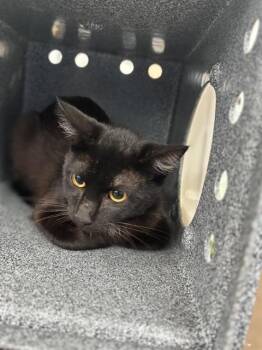 Domestic Short Hair Cats Available for Adoption in Dallas, Texas - HATLEY | PetCurious