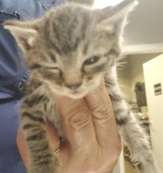 BASIL -  Domestic Short Hair Cat for Adoption in Aurora, Illinois - BASIL | PetCurious
