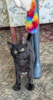 Domestic Medium Hair Cats Available for Adoption - Little Bear | PetCurious