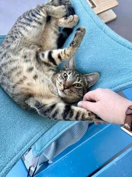Pavarotti -  Domestic Short Hair and Tabby Cat for Adoption in Oakland, California - Pavarotti | PetCurious