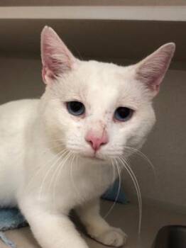 Proton -  Domestic Short Hair Cat for Adoption in Bowling Green, Kentucky - Proton | PetCurious