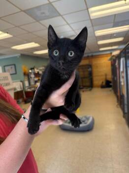 Feyre -  Domestic Short Hair Cat for Adoption in Heber City, Utah - Feyre | PetCurious