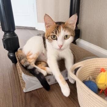 Freckles -  Domestic Short Hair Cat for Adoption in Riverside, California - Freckles | PetCurious