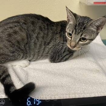 Helaena -  Domestic Short Hair Cat for Adoption in Pasadena, California - Helaena | PetCurious