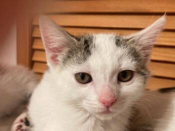 Mandy -  Domestic Short Hair Cat for Adoption - Mandy | PetCurious