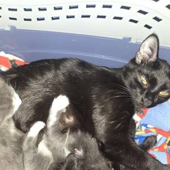 Domestic Short Hair Cats Available for Adoption in San Antonio, Texas - Momma Line | PetCurious