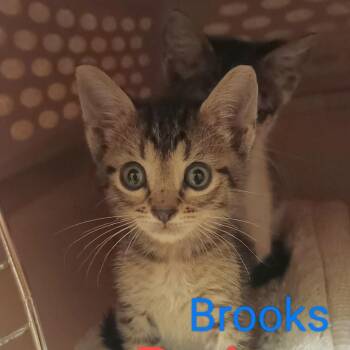 Brooks -  Domestic Short Hair Cat for Adoption in Fort Lauderdale, Florida - Brooks | PetCurious