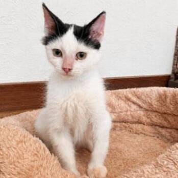Cocoa Bean -  Tuxedo and Domestic Short Hair Cat for Adoption in Friendswood, Texas - Cocoa Bean | PetCurious