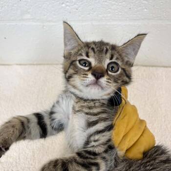 SVAS-Stray-38797 -  Domestic Short Hair Cat for Adoption in Lyndhurst, Virginia - SVAS-Stray-38797 | PetCurious