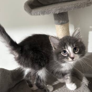 Blanche -  Domestic Long Hair Cat for Adoption in Garden City, Michigan - Blanche | PetCurious