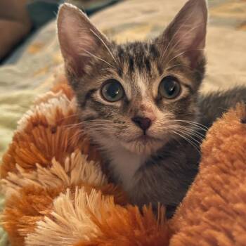 Hayden & Olive BONDED -  Domestic Short Hair Cat for Adoption in Boca Raton, Florida - Hayden & Olive BONDED | PetCurious