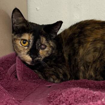 Spatula -  Domestic Short Hair Cat for Adoption in Yuma, Arizona - Spatula | PetCurious