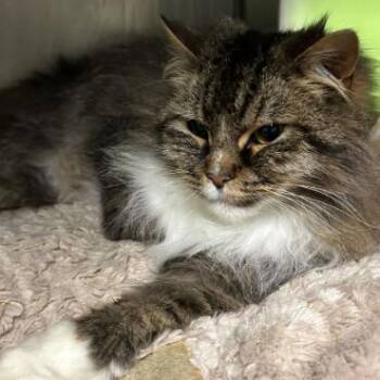 Domestic Long Hair Cats Available for Adoption - Brittain | PetCurious