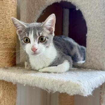 Domestic Short Hair Cats Available for Adoption - Snowglobe | PetCurious
