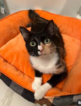 Rescue Domestic Short Hair Cats for Adoption in Darien, Georgia - Mallory | PetCurious