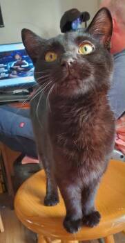 Domestic Short Hair Cats Available for Adoption in Gorham, Maine - Croc Clem | PetCurious