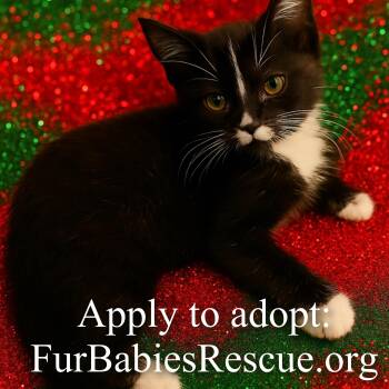 Rescue Domestic Short Hair Cats for Adoption in Hickory, North Carolina - Fuji | PetCurious