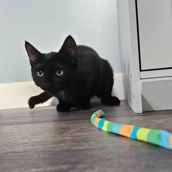 Chive -  Domestic Short Hair Cat for Adoption in Conway, New Hampshire - Chive | PetCurious