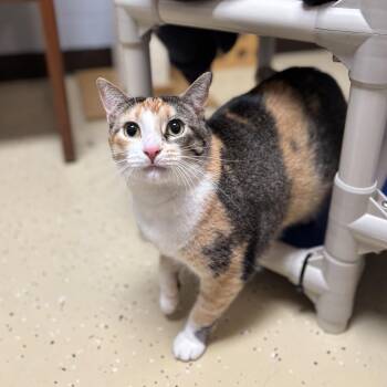 Ceridwen***ADOPTION PENDING*** -  Domestic Short Hair Cat for Adoption in Fargo, North Dakota - Ceridwen***ADOPTION PENDING*** | PetCurious