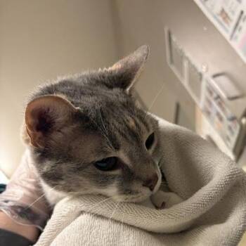 Patches -  Domestic Medium Hair and Mixed Breed Cat for Adoption in Asheville, North Carolina - Patches | PetCurious