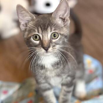 Cosmo -  Domestic Short Hair Cat for Adoption in Sedalia, Missouri - Cosmo | PetCurious