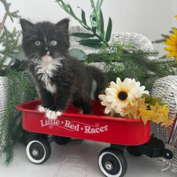 Sardina Snapple 56673 -  Domestic Long Hair Cat for Adoption in Eaton Rapids, Michigan - Sardina Snapple 56673 | PetCurious