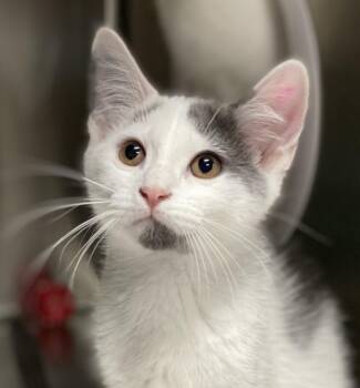 Rescue Domestic Short Hair Cats for Adoption in Collierville, Tennessee - Parcheesi | PetCurious