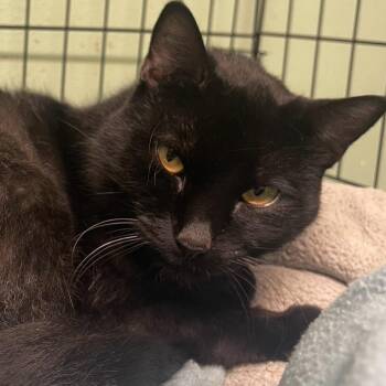 Rescue Domestic Short Hair Cats for Adoption in Indiana, Pennsylvania - Midnight | PetCurious