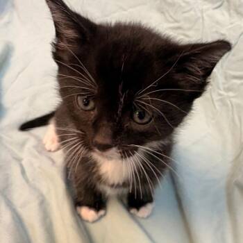 Domestic Short Hair Cats Available for Adoption in Royse City, Texas - Churro | PetCurious