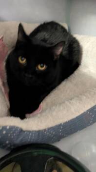 Domestic Medium Hair Cats Available for Adoption - Noir | PetCurious