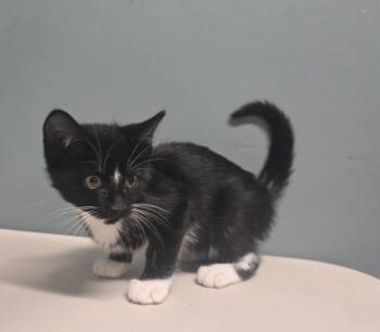 Rescue Domestic Short Hair Cats for Adoption in Dickson, Tennessee - Ross | PetCurious