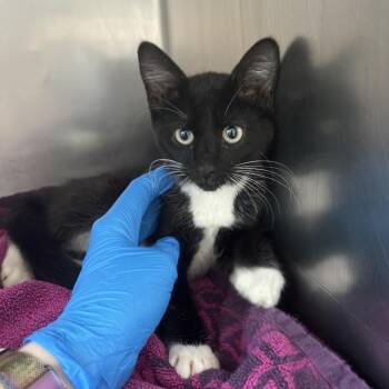 Serenity -  Domestic Short Hair Cat for Adoption in Council Bluffs, Iowa - Serenity | PetCurious