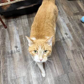 Fatty & Savy (Bonded) -  Domestic Short Hair Cat for Adoption in Oconto, Wisconsin - Fatty & Savy (Bonded) | PetCurious