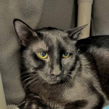 Domestic Short Hair Cats Available for Adoption in Wheaton, Illinois - Capri Sun | PetCurious