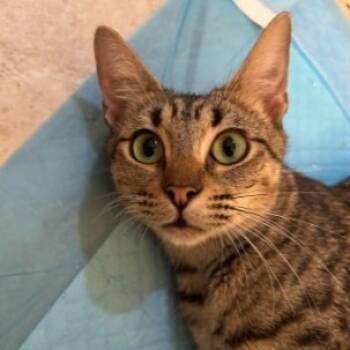 Rescue Domestic Short Hair Cats for Adoption in Cumming, Georgia - Momma Daisy | PetCurious