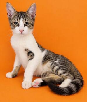 Pickett -  Domestic Short Hair Cat for Adoption in Little Rock, Arkansas - Pickett | PetCurious