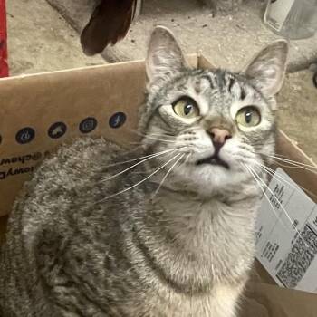 Tabby Cats Available for Adoption in Stanwood, Washington - Traverse | PetCurious